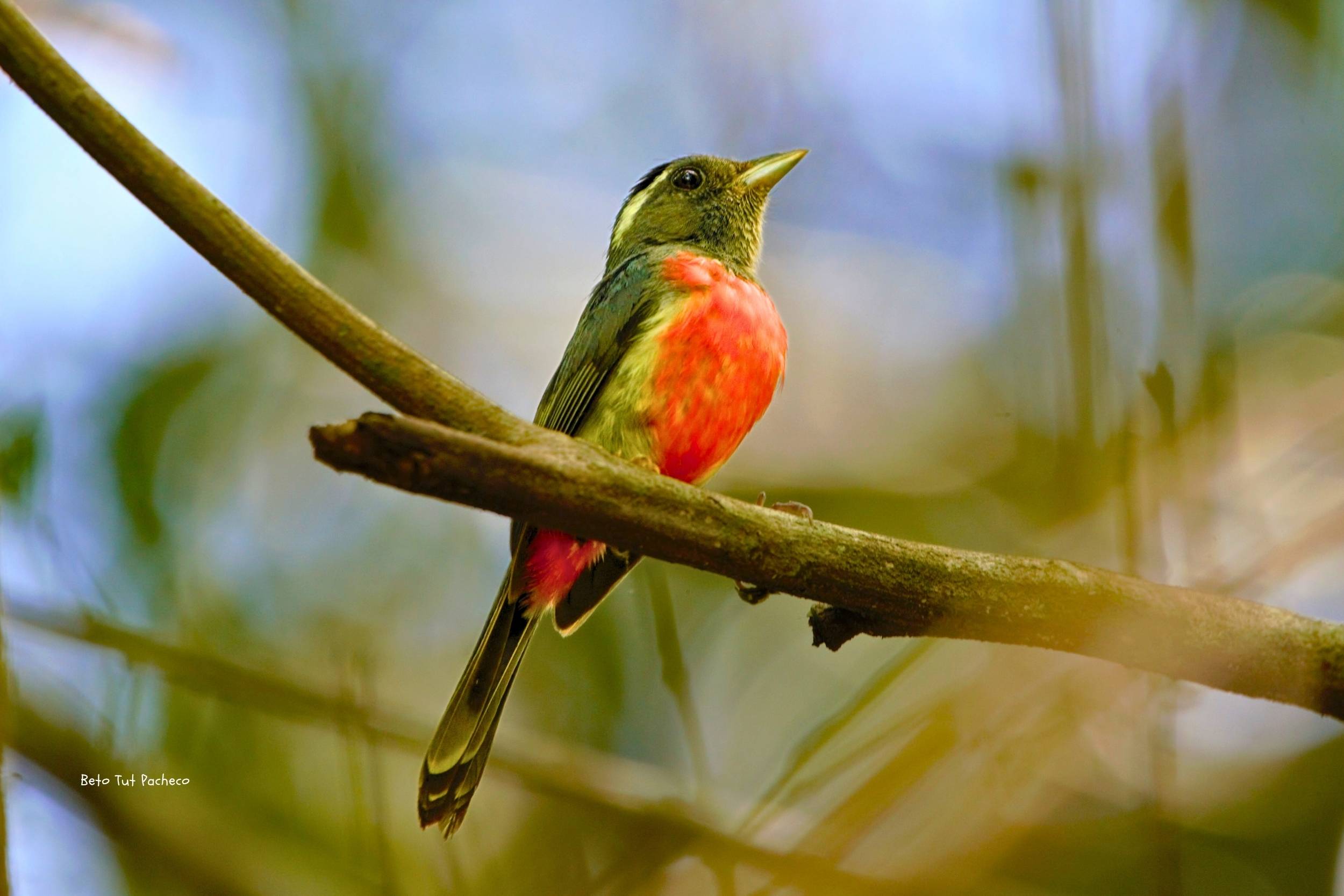 Gray-throated Chat: una joya discreta del aviturismo mesoamerica